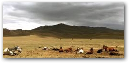 Лошади пасутся на летнем горном пастбище(джайлоо) возле озера Сон-Кёль.