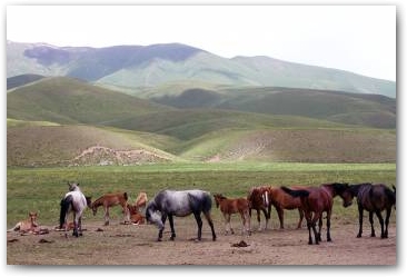 Лошадей в долине сколько угодно, разных мастей...