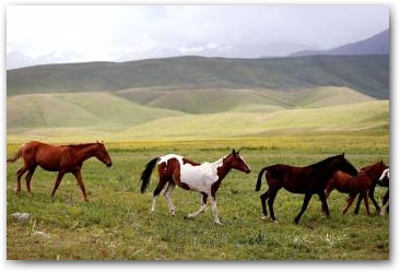 Лошади на джайло. Кыргызстан. Западный Каракол.