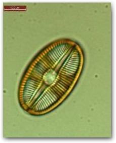 Диатомея из рода диплонейс (Diploneis) - один из видов, бороздящих узкие пространства между колониями диатомей и цианобактерий в составе плёнки.