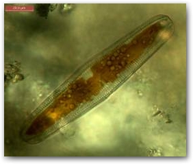 Крупная диатомея из рода ропалодия (Rhopalodia), ведущая полуприкреплённый образ жизни. Клетка движется среди скоплений микрочастиц детрита.