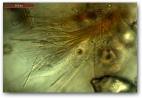 Пучок трихомов колонии цианобактерии микроколеус (Microcoleus), выходящих из общего чехла бурой окраски.