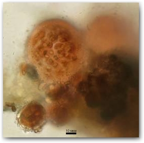 Компактные колонии цианобактерий Gloeocapsa sanguinea в многослойных капсулах оранжево-алой окраски.