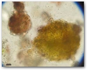 Колонии цианобактерий Entophysalis granulosa (справа) и Gloeocapsa sanguinea (слева)