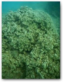 Складчатая поверхность кораллоподобной структуры, глубина 5 м Нажмите, чтобы увеличить
