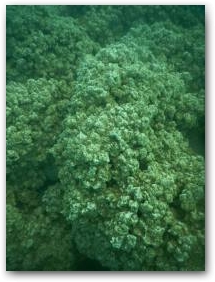 Сильно разветвлённая, складчатая поверхность кораллоподобной структуры на глубине 5 м Нажмите, чтобы увеличить