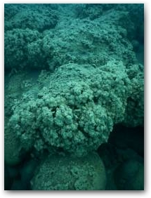 Регулярно расположенные крупные элементы коралловидной структуры (вертикальные аггломерации), покрывающей валуны на глубине 15 м Нажмите, чтобы увеличить