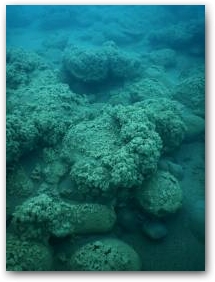 Разностепенно развитые кораллоподобные структуры, покрывающие валуны на глубине 15 м Нажмите, чтобы увеличить