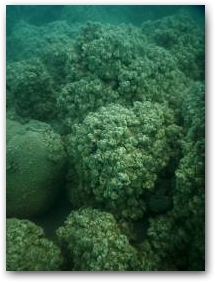 Валуны на глубине 5 м, покрытые развитыми кораллоподобными структурами Нажмите, чтобы увеличить