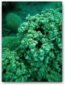 Поверхность развитой коралловидной структуры на глубине 15 м Нажмите, чтобы увеличить