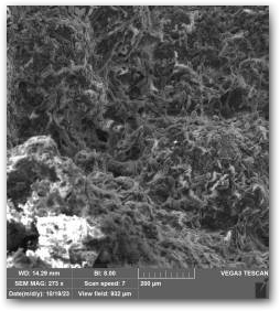 Фрагмент поверхности кораллоподобной структуры, снятый с помощью сканирующего электронного микроскопа (СЭМ) Нажмите, чтобы увеличить