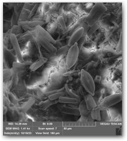 Фрагмент поверхности кораллоподобной структуры, снятый с помощью СЭМ: булавовидные клетки Gomphonema и эллиптические Mastogloia smithii Нажмите, чтобы увеличить