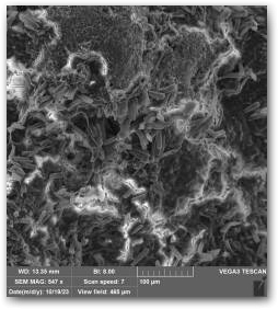 Фрагмент поверхности коралловидной структуры, снятый с помощью СЭМ, видны клетки диатомей Нажмите, чтобы увеличить