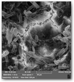 Фрагмент поверхности кораллоподобной структуры, снимок СЭМ, в трещине в матриксе видны колонии диатомей Encyonopsis Нажмите, чтобы увеличить