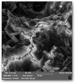 Фрагмент поверхности кораллоподобной структуры, фото СЭМ, в трещине в матриксе видна колония Encyonopsis Нажмите, чтобы увеличить