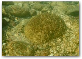 Валун на мелководьях, покрытый биопленками, формирующими кораллоподобные структуры Нажмите, чтобы увеличить