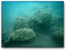 Кораллоподобные структуры (минерализованные биоплёнки), покрывающие валуны на глубине 5 м Нажмите, чтобы увеличить