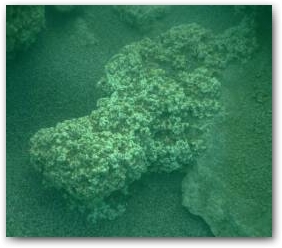 Минерализованные кораллоподобные структуры, покрывшие россыпь камней на глубине 5 м Нажмите, чтобы увеличить