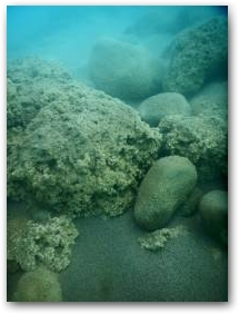 Мощный слой кораллоподобных структур, одеващий валуны на глубине 5 м Нажмите, чтобы увеличить