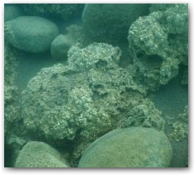 Ветвистые кораллоподобные структуры, покрывающие камни на глубине 5 м Нажмите, чтобы увеличить