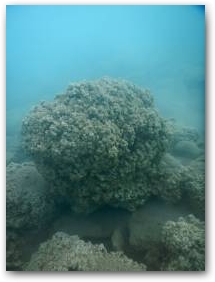 Крупный валун, покрытый развитыми кораллоподобными структурами на глубине 5 м Нажмите, чтобы увеличить