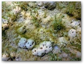 Цепочка небольших «мозгов», покрывающих мелкие камушки, глубина около 4 м