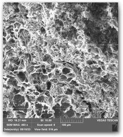 Корка в разрезе, снимок сделан с помощью сканирующего электронного микроскопа (СЭМ): видны переплетения плёнок, образованных волокнами цианобактерий, а между ними скопления микрокристаллов кальцитов