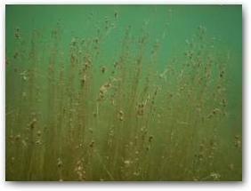 Фрагмент подводного луга, образованного растениями-гидрофитами на мелководье озера Сон-Куль