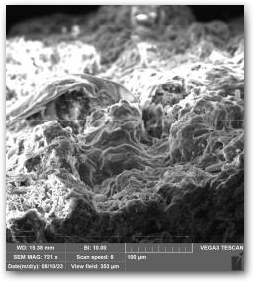 Поверхность корки, снимок сделан с помощью СЭМ: видны клетки мастоглой, с которых сорвало капсулы при подготовке препарата, и фрагмент общей биополимерной плёнки, прежде покрывавшей слой мастоглой в капсулах