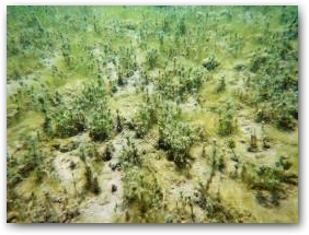Заросли харовых водорослей на дне озера Сон-Куль, глубина около 2 м