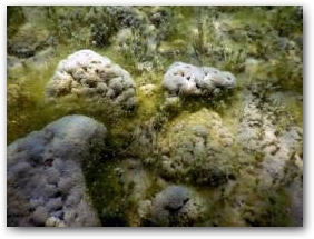 Плотная группа «мозгов» на камнях среди харовых водорослей